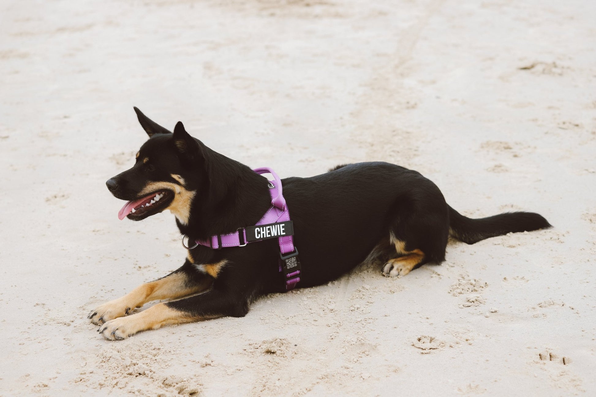Dog wearing a purple Pawform no-pull harness with 'CHEWIE' printed on it, lying on sandy ground.