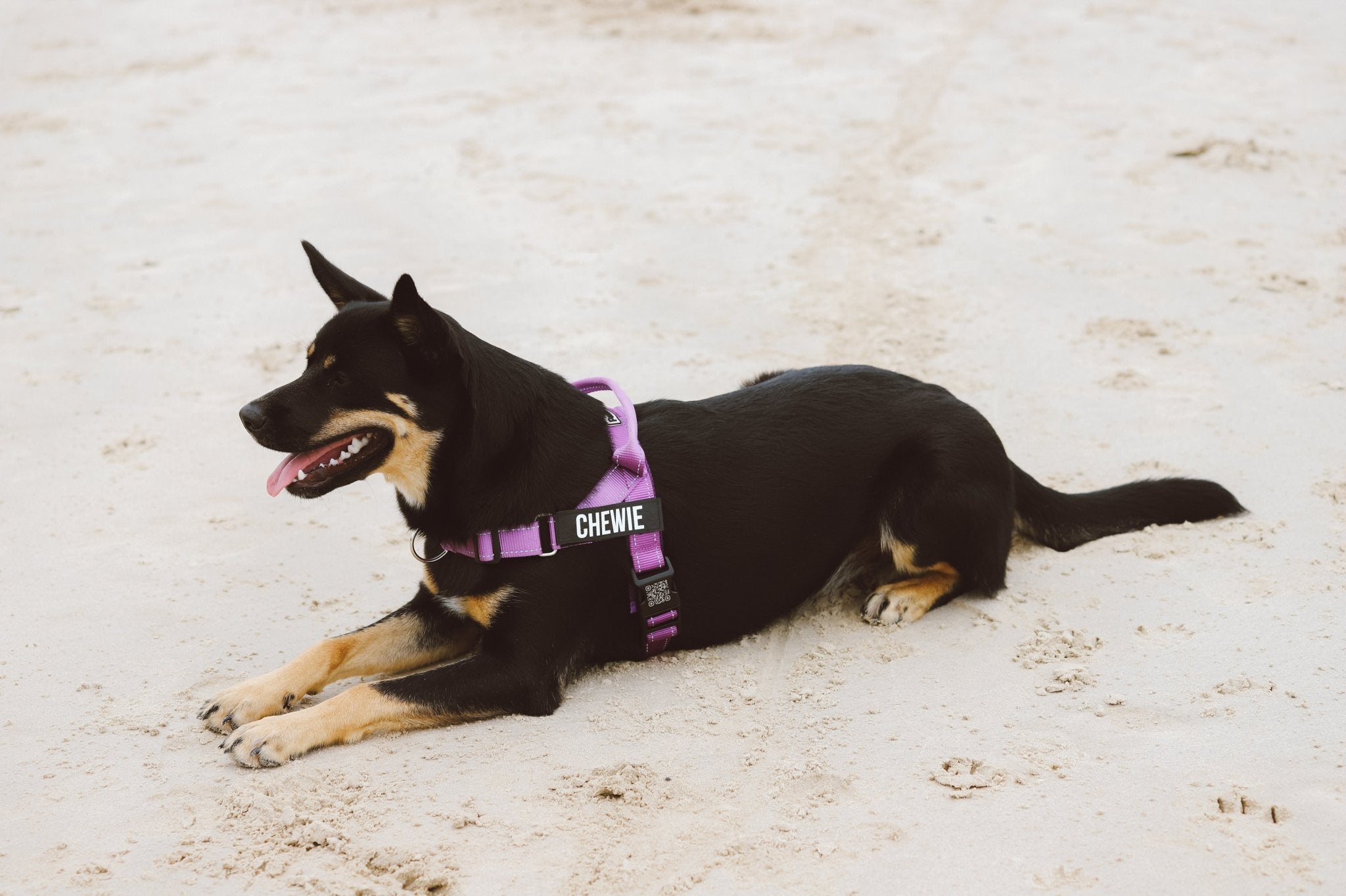 Dog wearing a purple Pawform no-pull harness with 'CHEWIE' printed on it, lying on sandy ground.