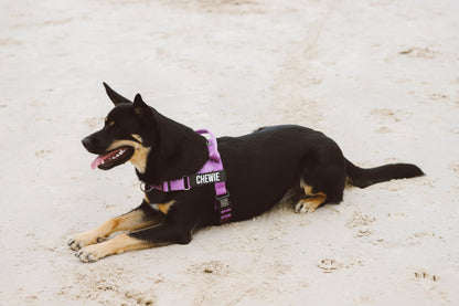 Dog wearing a purple Pawform no-pull harness with 'CHEWIE' printed on it, lying on sandy ground.
