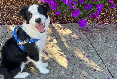 Dog wearing a customised blue harness  with his name Goose, sitting on a concrete surface with purple flowers in the background.