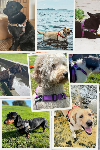 The Full Monty Classic: Complete Pawform Bundle