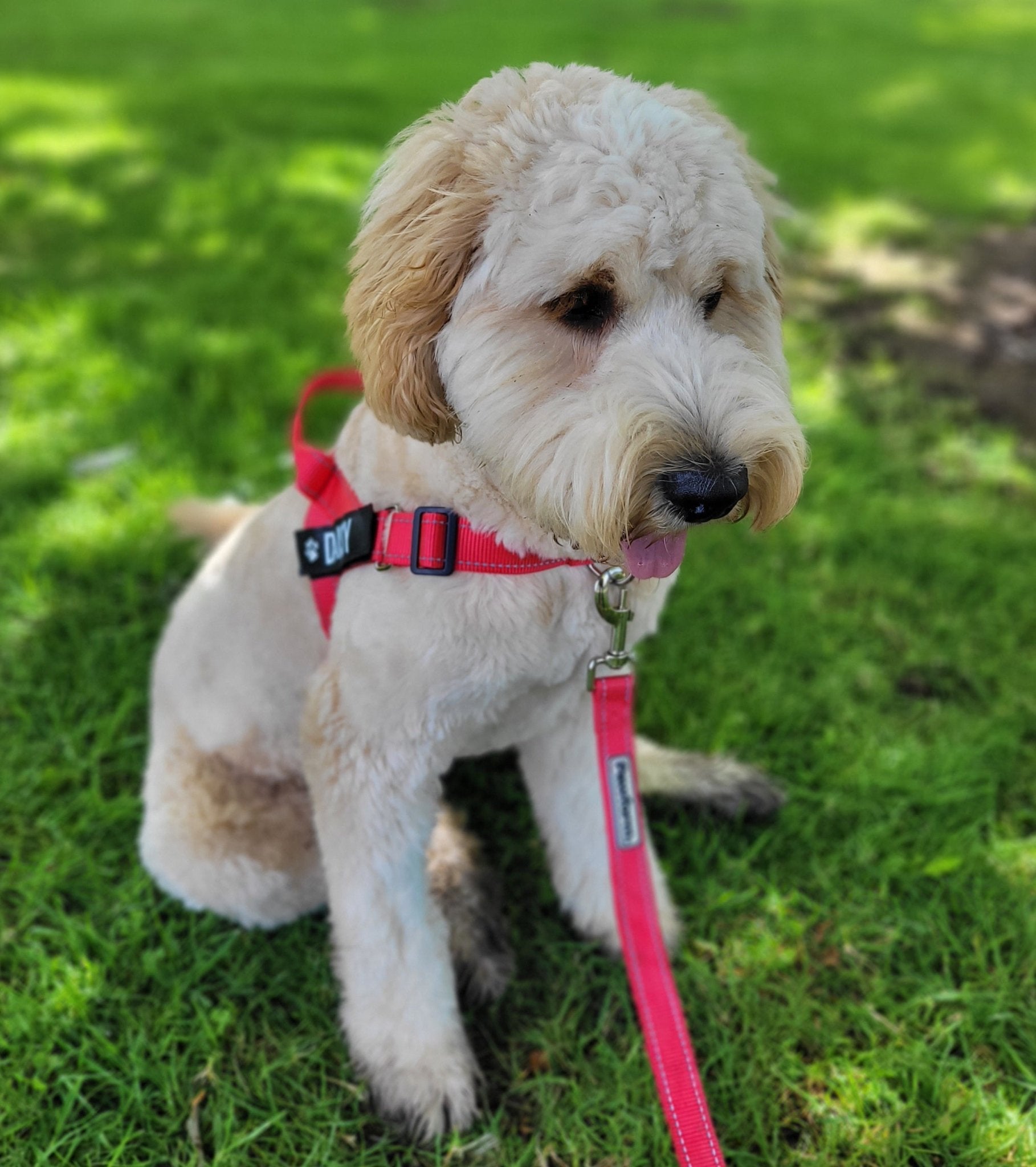 Dog on a leash with a red collar sitting on grass